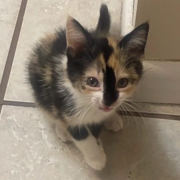 Meet your Posher, Patrick - Picture 1 of 1